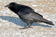 Fish Crow
